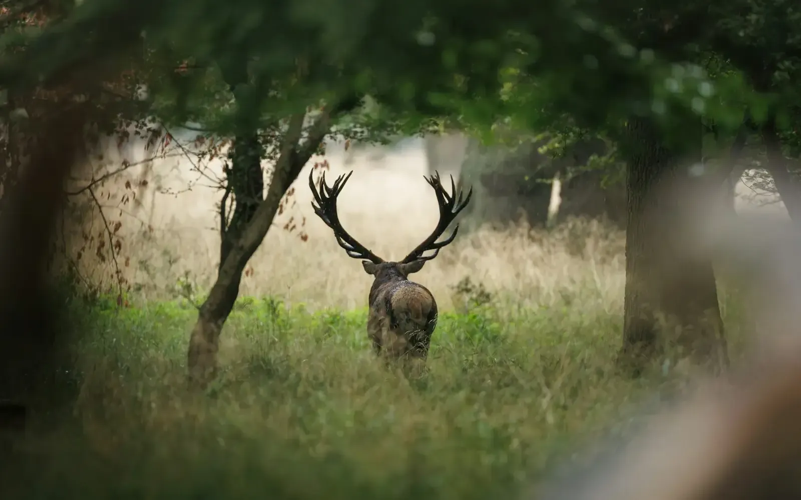 A stag with large antlers standing among trees